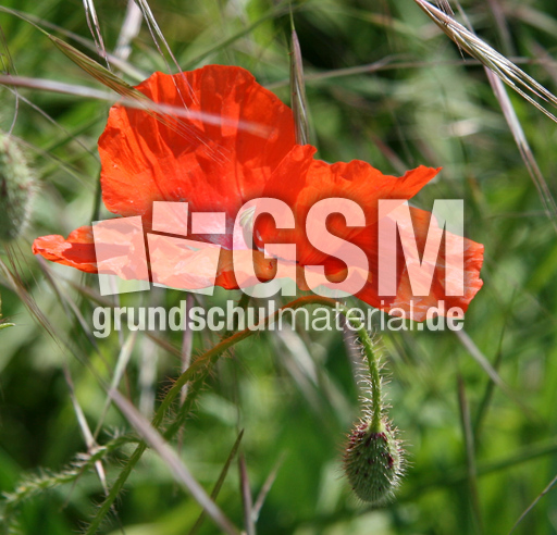 Klatschmohn-124.jpg